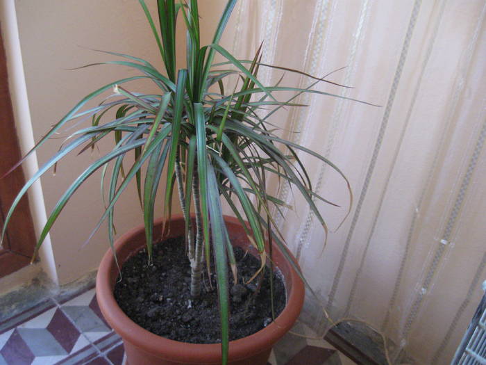 DRACAENA