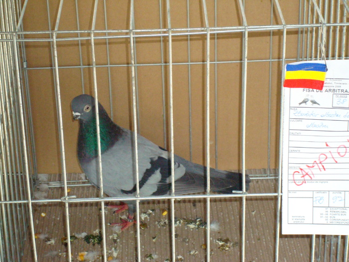 DSC04918 - Campioni de toate rasele la Expo Fauna Banatului 2009 Timisoara