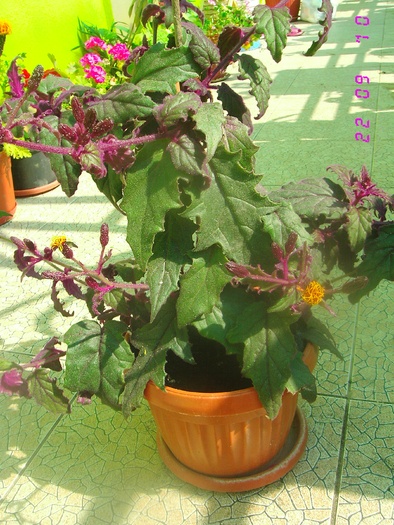 Ginura a inflorit dar are puricei