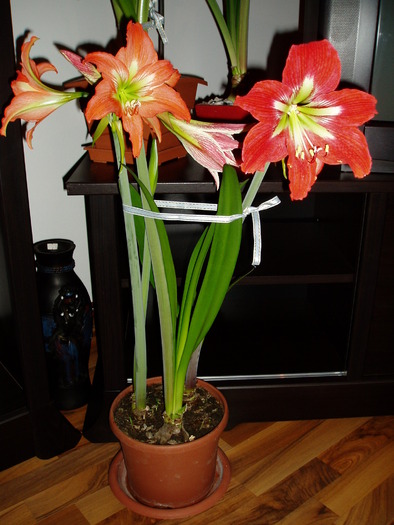 crin amaryllis - Florile mele 2009