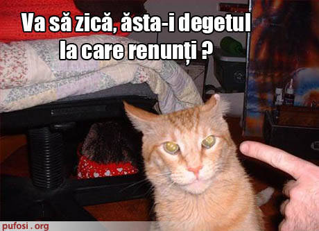 poze-amuzante-pisica-vrea-sa-muste-degetul-stapanului