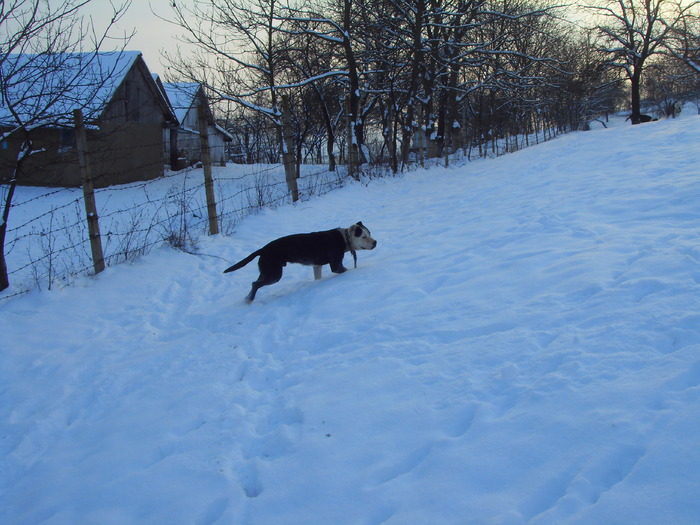 - plimbare iarna-2010