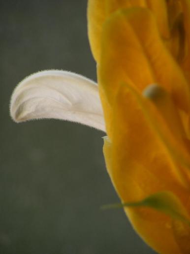 DSCF1685 - Pachistachis Lutea - The flower - EVOLUTION