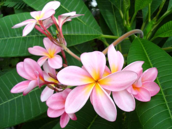 pink-plumeria - Hawaiian Plumeria 1