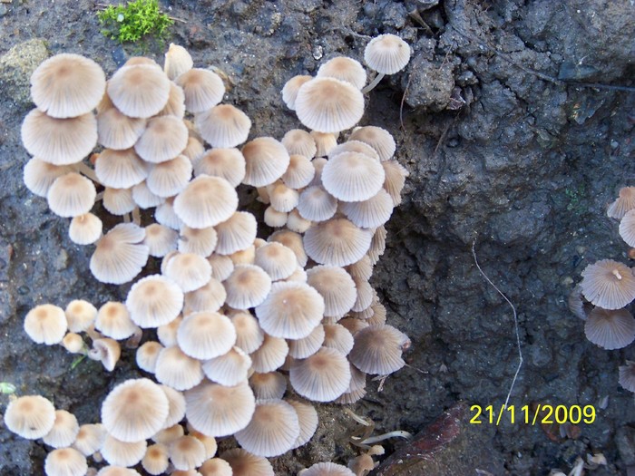 100_4977 - Toamna in curte  Timisoara