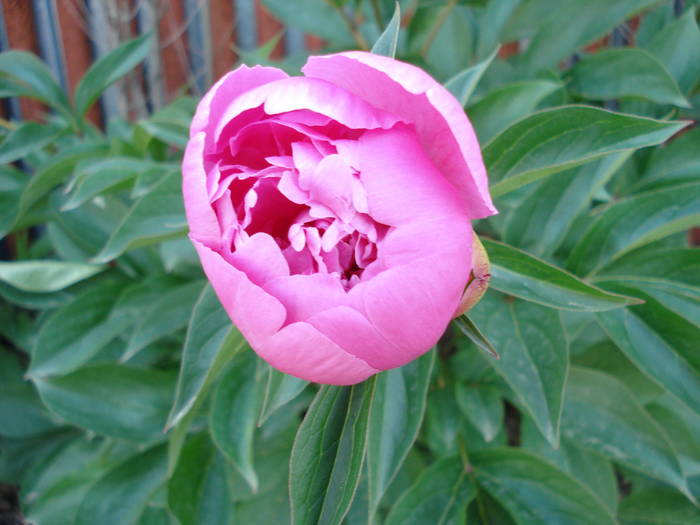 Peony. Bujor (2009, May 14)