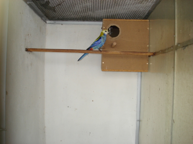 mascul rosella albastra