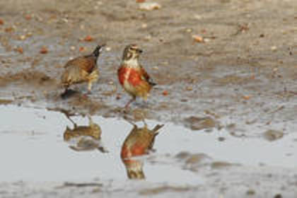 KLGABCEHPOIBCNGWWYW - PASARELE O VECHE PASIUNE