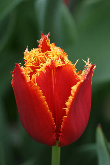 Davenport - garden 2009