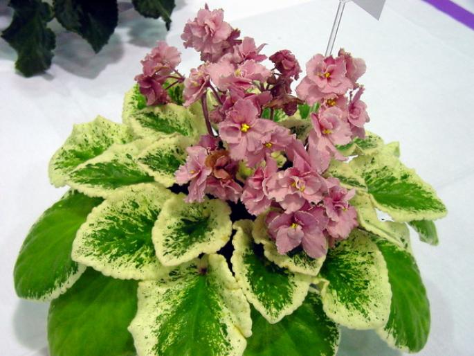 chicago_flair_2005avsa - violete de pe net