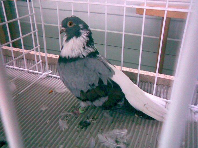 vargat 1 - 1503 partea 2