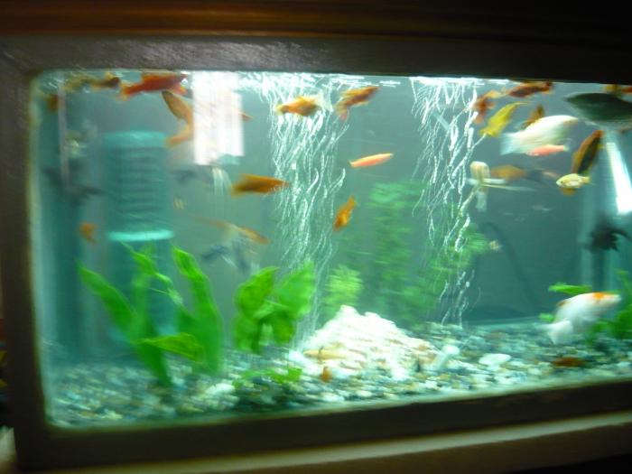 P1000547 - Primul bazin 2009