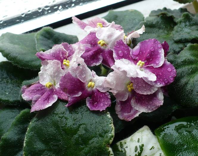 Crimson Ice - Saintpaulia - violete de camera