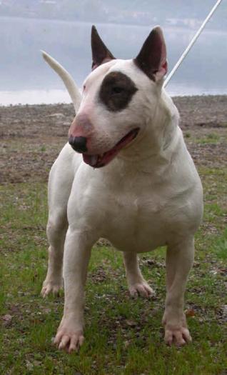 bullterrier1