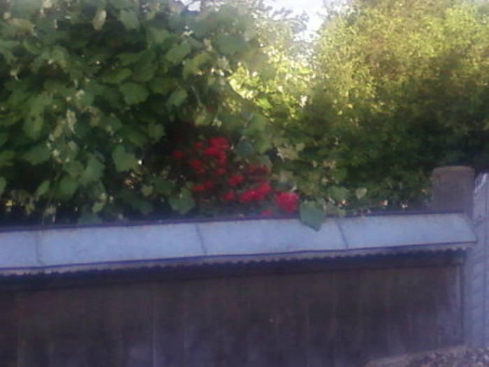 Fotografii-0080
