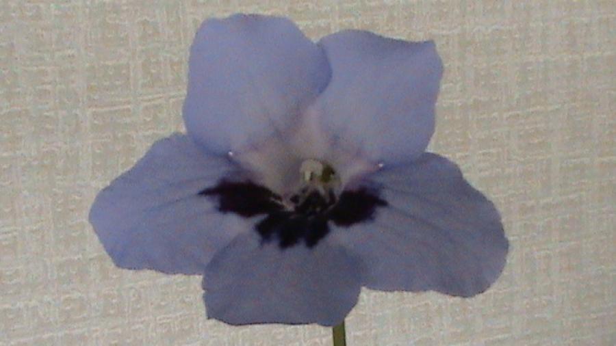 Streptocarpus Heidi 21 iul 2008