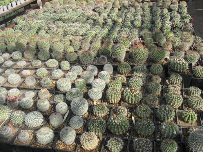 Mammillarii - Cactusi la Constanta