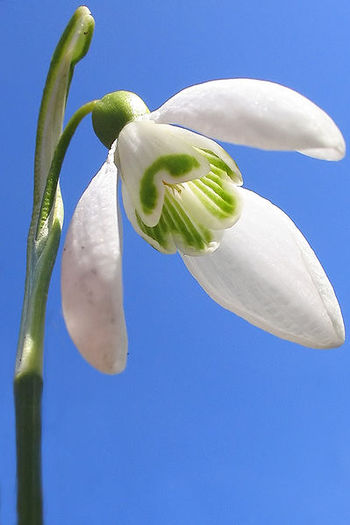 399px-Galanthus_nivalis_2005 - Flori