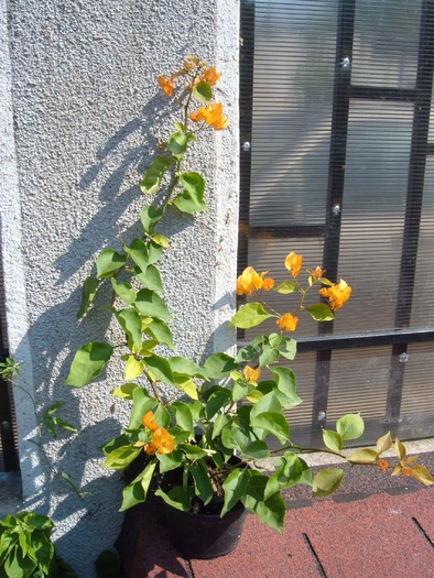 bouga portocalie - bougainvillea