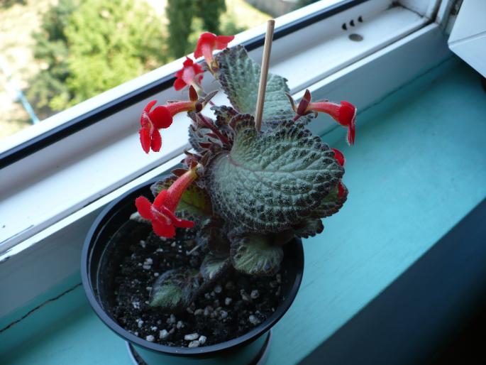 P1020586 - Episcia cupreata