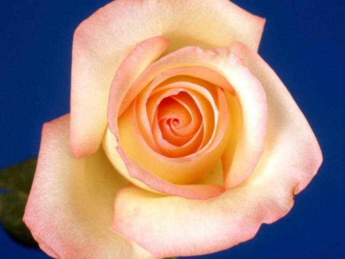 Trandafir roz-alb - Trandafiri