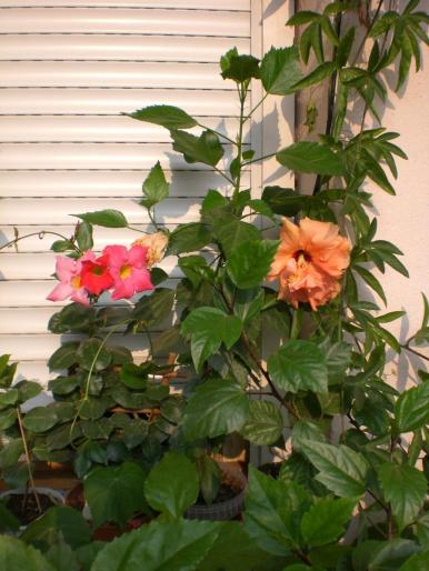 CIMG2414; dipladenia si hibiscus
