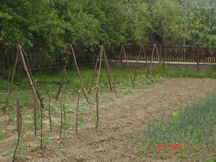 DSC05527 - albine alte noutati