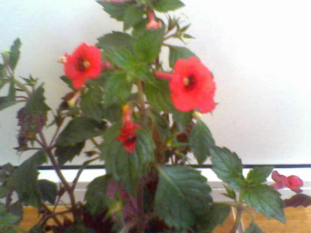 Picture 023 - achimenes