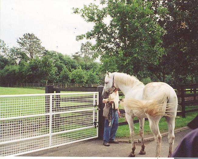 Kildare Hergheliile Nationale - Irlanda