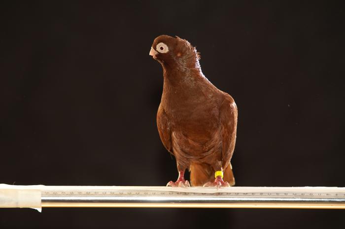 Picture 059 - jucatori de constanta