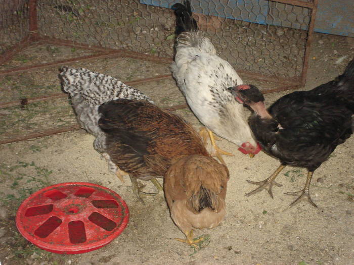 98 - Rate-Gaini-Gaste