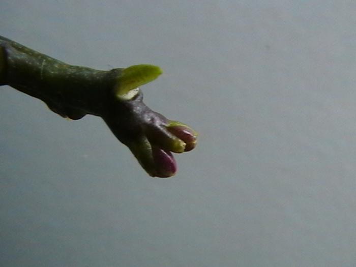 phale mini 30.nov - orhidee