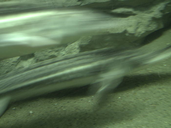 PICT0128 - EXCURSIE  in DELTA