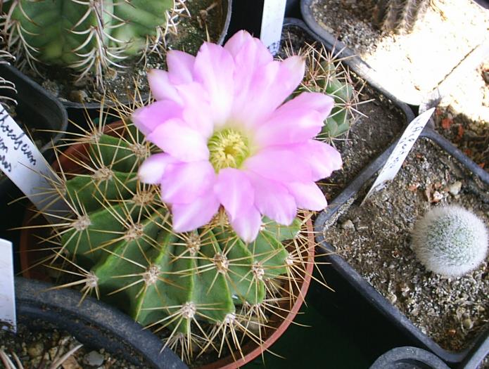 Acanthocalycium violaciflorum - cactusi -nu le mai am