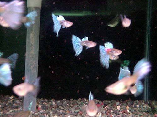 image015 - guppy din industrie