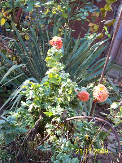 100_5008 - Toamna in curte  Timisoara