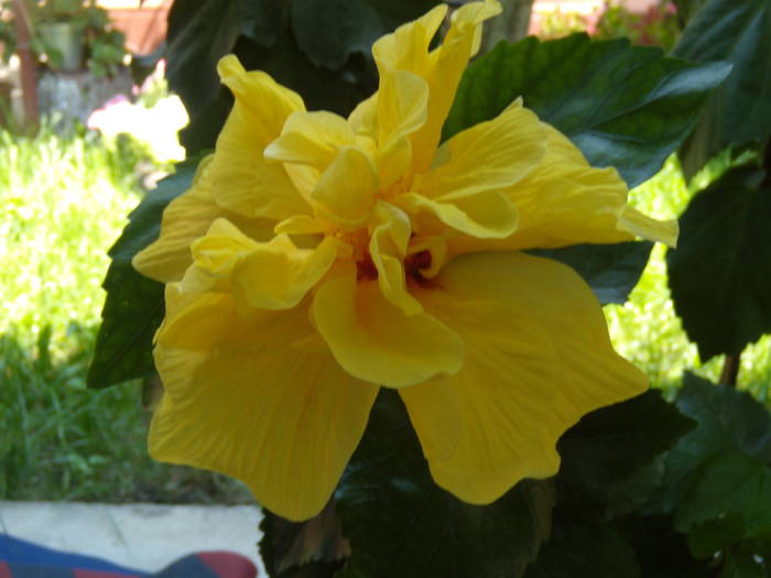 DSCN0977 - hibiscus