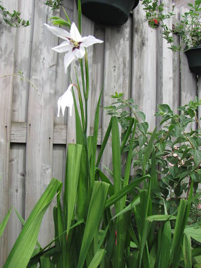 Gladiole Callianthus 26 iul 2009