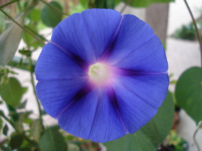 Blue Morning Glory (2009, Aug.25) Blue Morning Glory (2009, Aug.25)