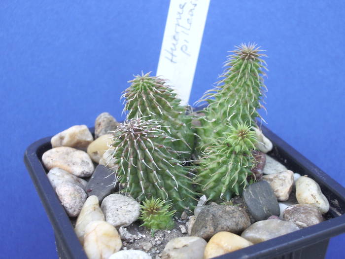 Huernia pilansii