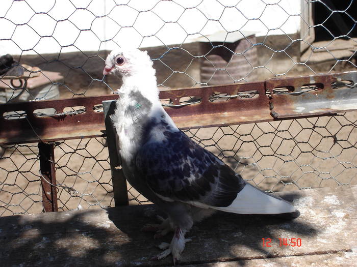 43 - C Porumbei Blueti si Satineti Vechi