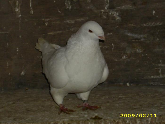 femela 2008 - nastase