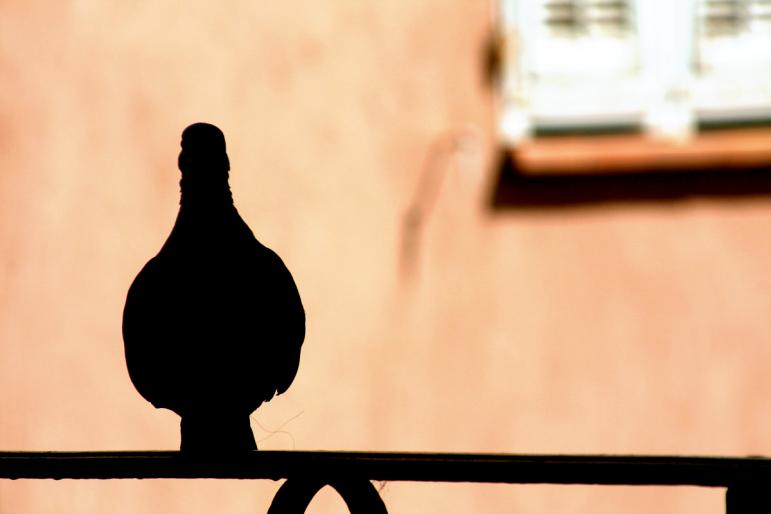 pigeon[1] - poze cu porumbei pt desktop