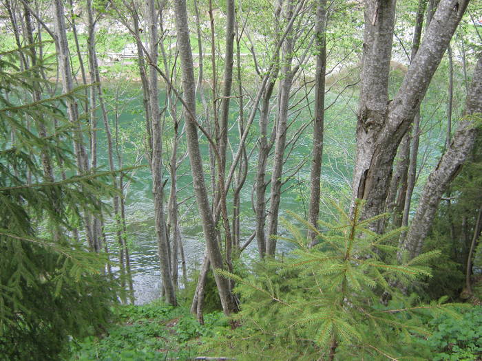 LACUL GALBENU 17.05.2009 199 - VALEA LATORITEI