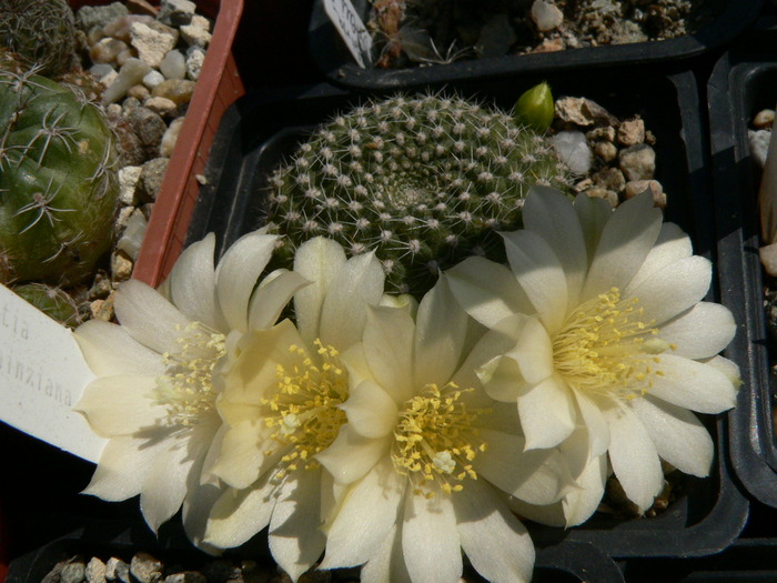 rebutia_krainziana_v.albiflora