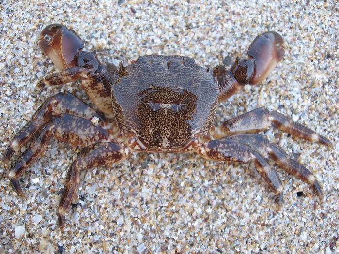 Crabul de tarm (Carcinus maenas)