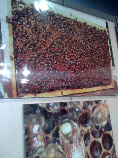 ligustica-am cumparat doua - ApiMondia