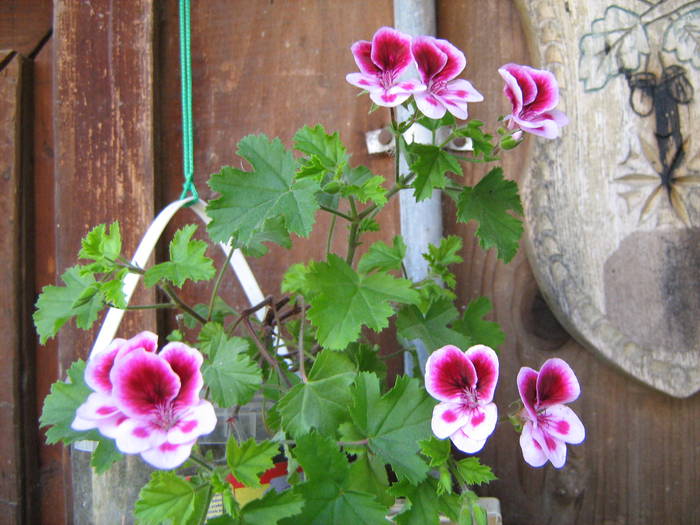 IMG_2513 - floricele