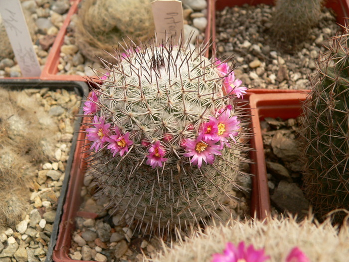 mammillaria_haageana_f.wolf 68 - genul Mammillaria