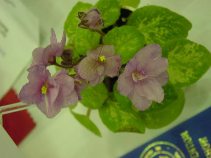 Trinket_Terrific_2005avsa